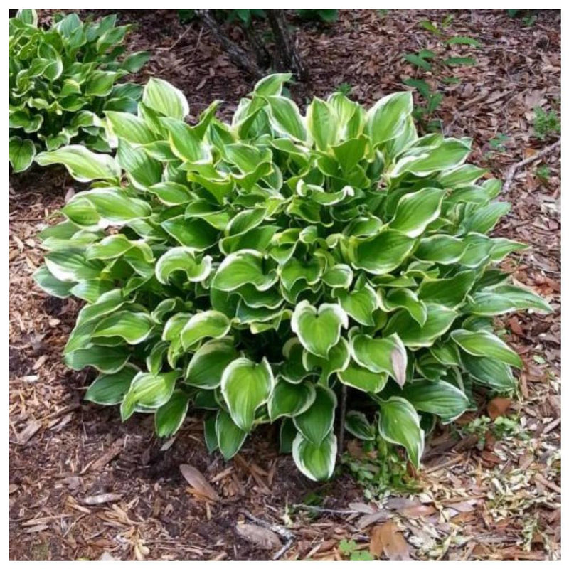 HOSTA Sun #1