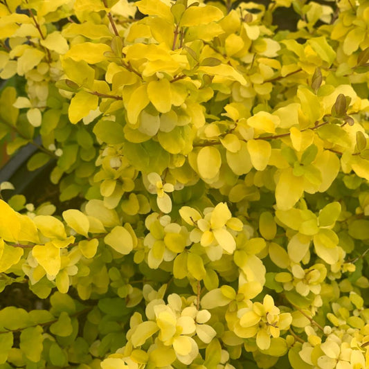 LIGUSTRUM Sunshine #3