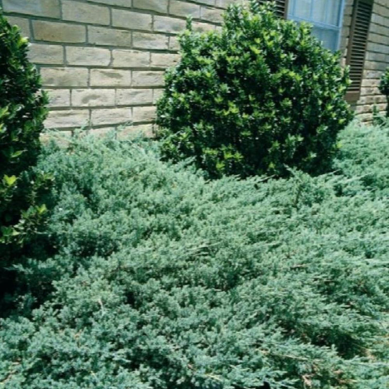 JUNIPER Sargent Green #1