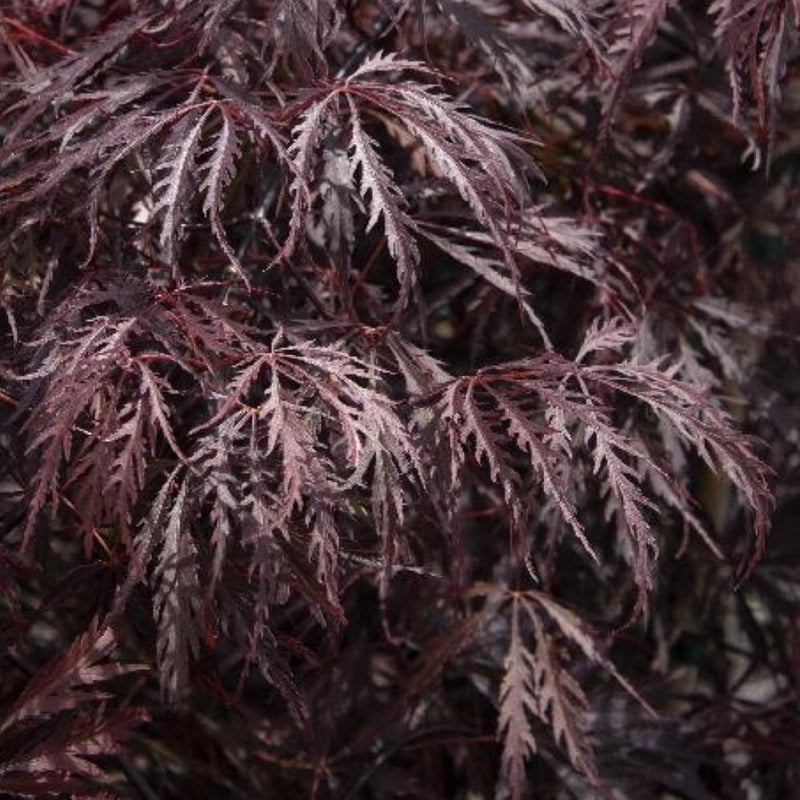 JAPANESE MAPLE Tamukeyama #5