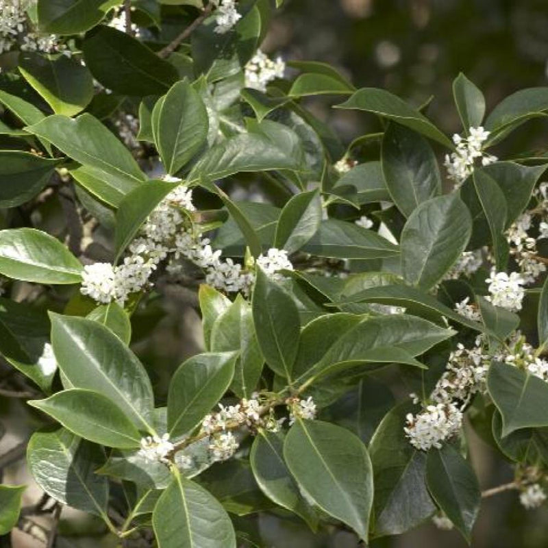 OSMANTHUS fragrans #7