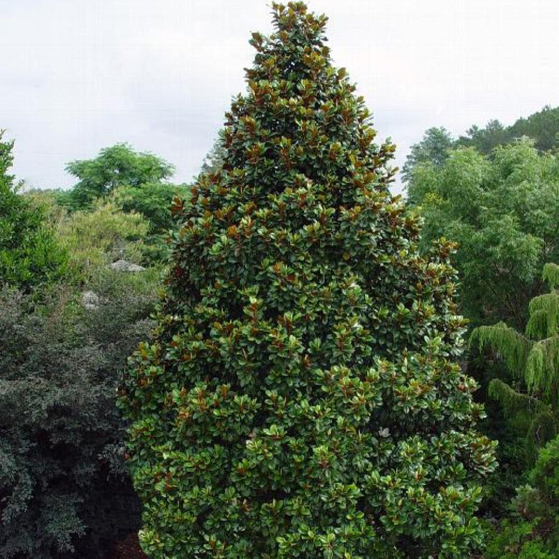 MAGNOLIA Teddy Bear #15