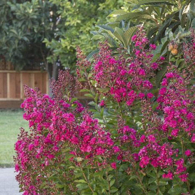 Crape Myrtle Tonto #7