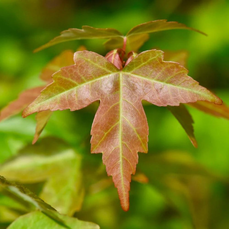 Acer b Trident Maple 2 in