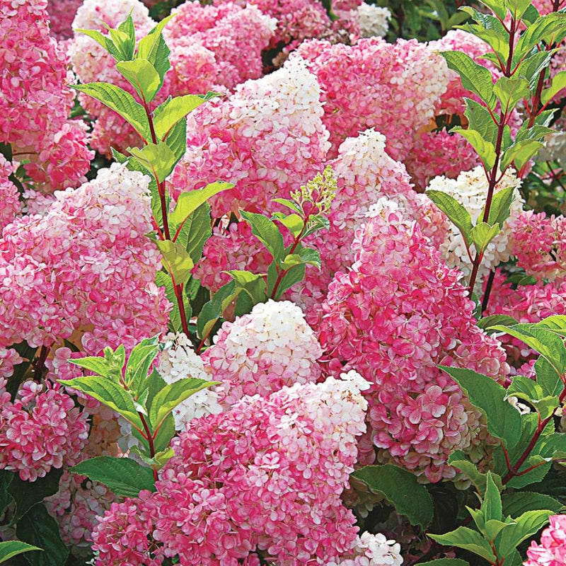 HYDRANGEA Vanilla Strawberry FE #3