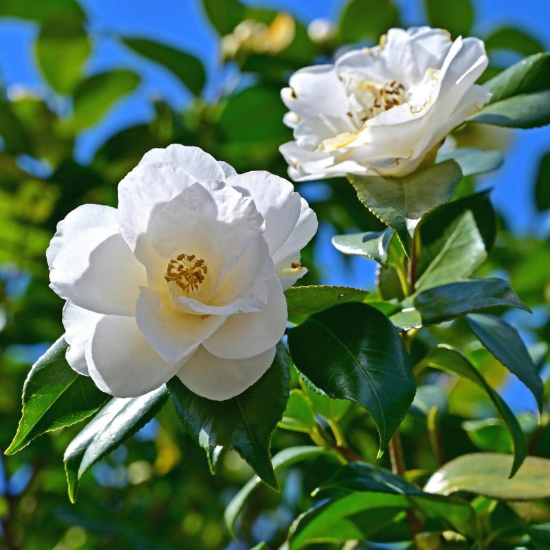 CAMELLIA Victory White #7