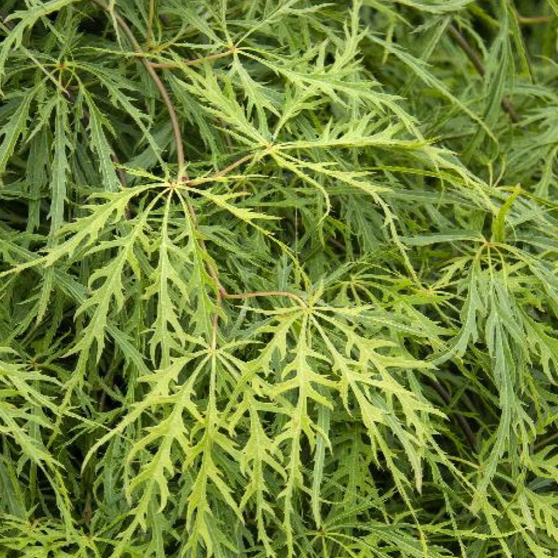 JAPANESE MAPLE Viridis #7