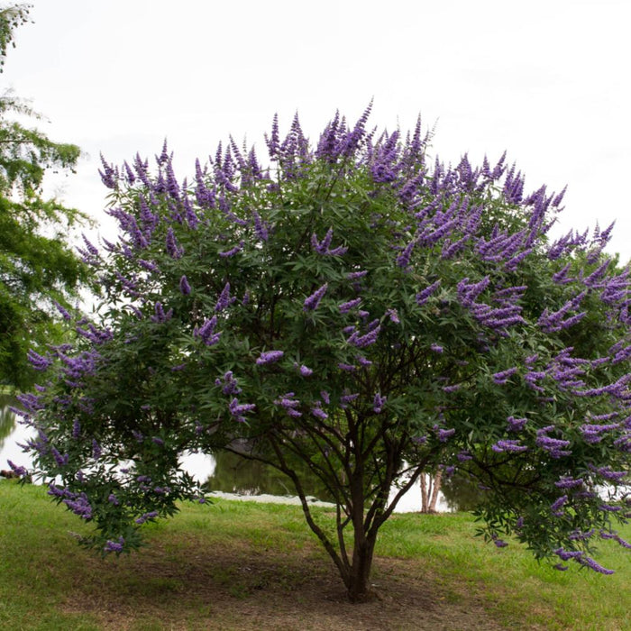 VITEX Shoal Creek #3