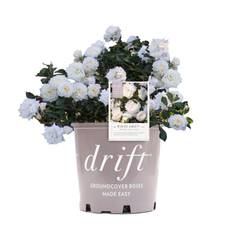 ROSE White Drift #3 — Master Landscape Supply