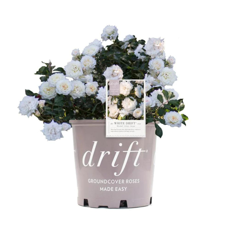 ROSE White Drift #3