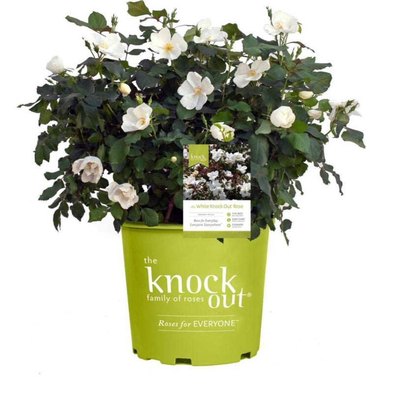 ROSE White Knock Out #3