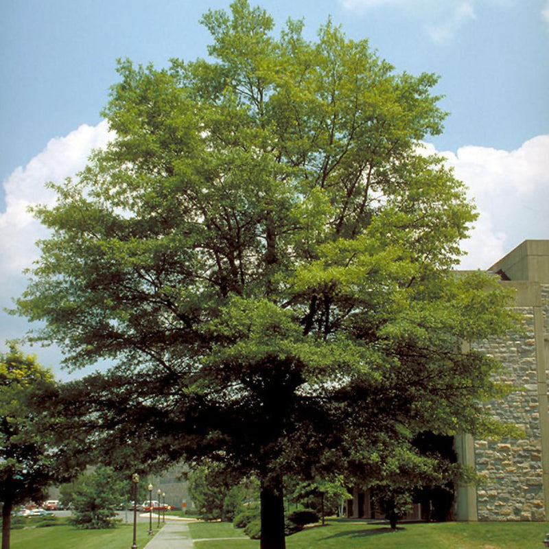 Quercus Willow Oak #7