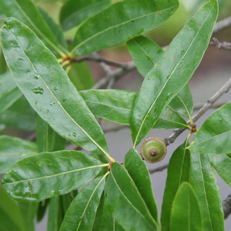 Quercus Willow Oak #5