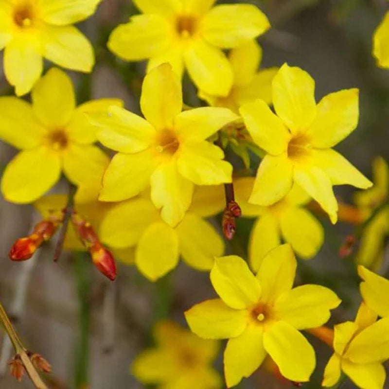 JASMINE Winter Jasmine #1