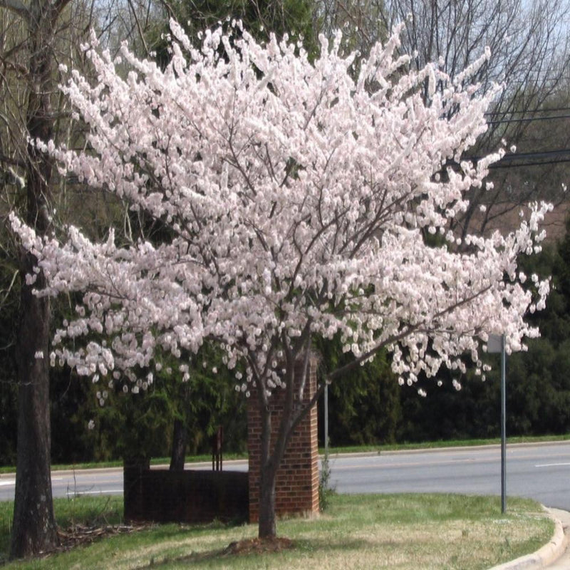 PRUNUS Yoshino Cherry #5
