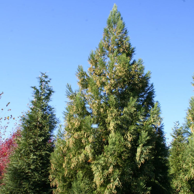 CRYPTOMERIA Yoshino #7