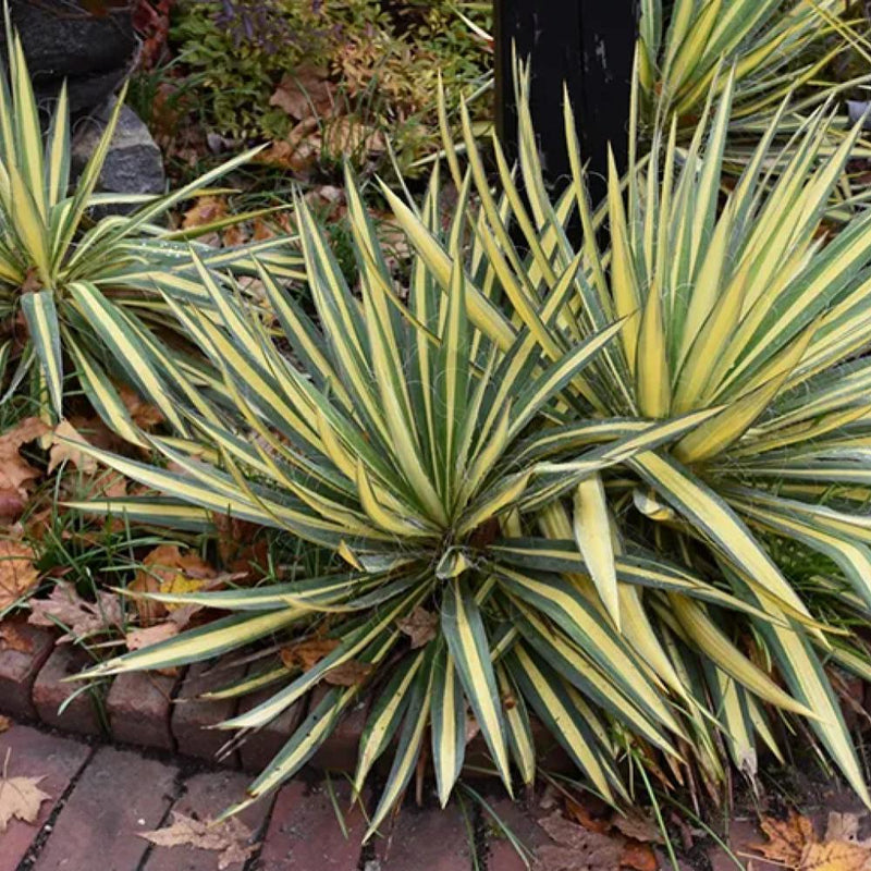 YUCCA Color Guard #3